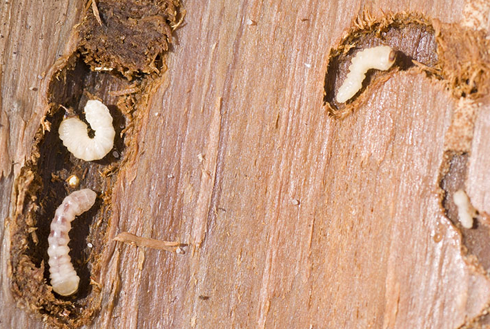 What are woodworms?  What is the best treatment for woodworm?